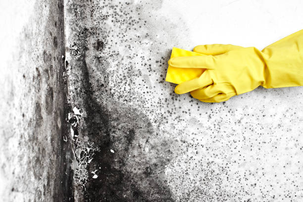 Professional Mold Removal in Lauderdale Lakes, WI