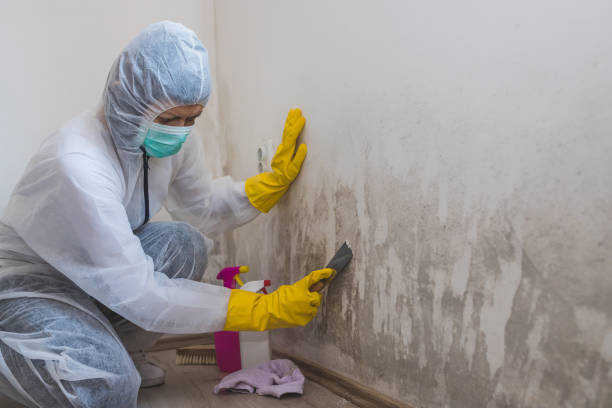 Best Fast Mold Removal  in Lauderdale Lakes, WI