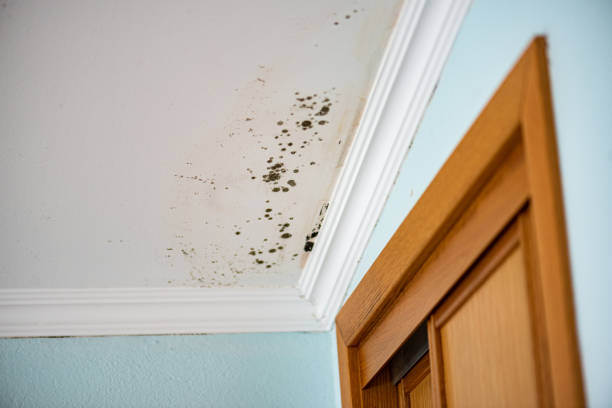 Best Affordable Mold Removal  in Lauderdale Lakes, WI