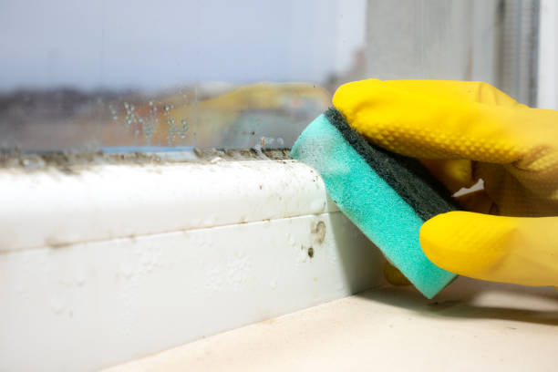 Best Best Mold Removal Companies  in Lauderdale Lakes, WI
