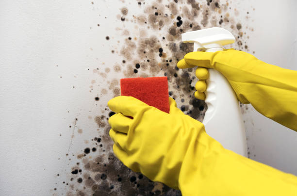 Best Affordable Mold Removal  in Lauderdale Lakes, WI