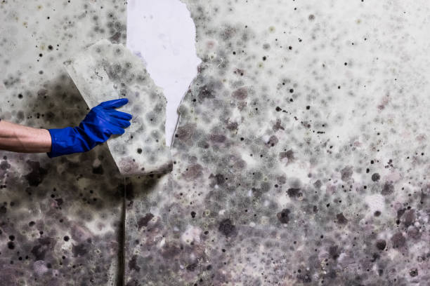Best Attic Mold Removal  in Lauderdale Lakes, WI