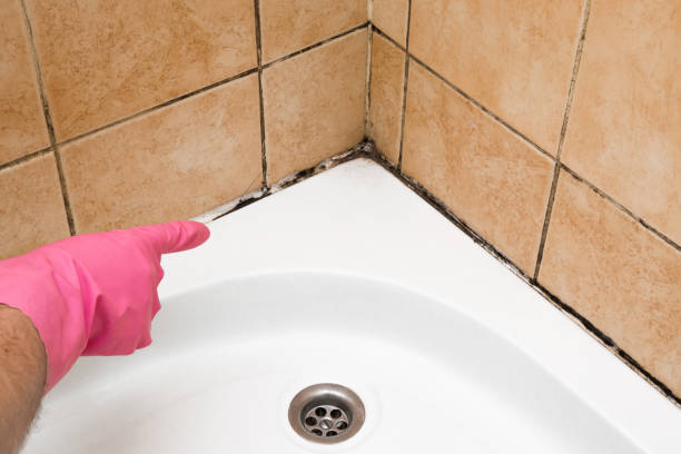 Best Black Mold Removal  in Lauderdale Lakes, WI