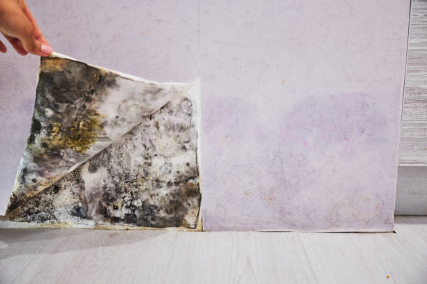 Best Same-Day Mold Removal  in Lauderdale Lakes, WI
